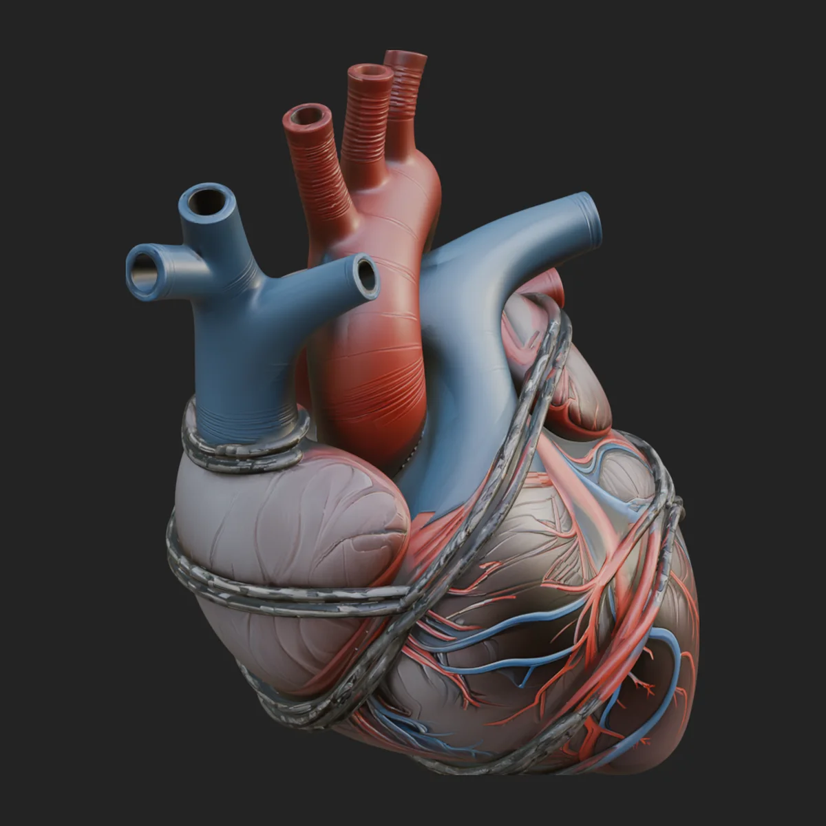 Anatomical Human Heart Model Design 4