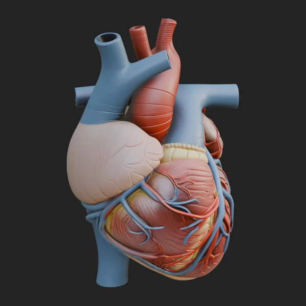 Anatomical Human Heart Model Design 5