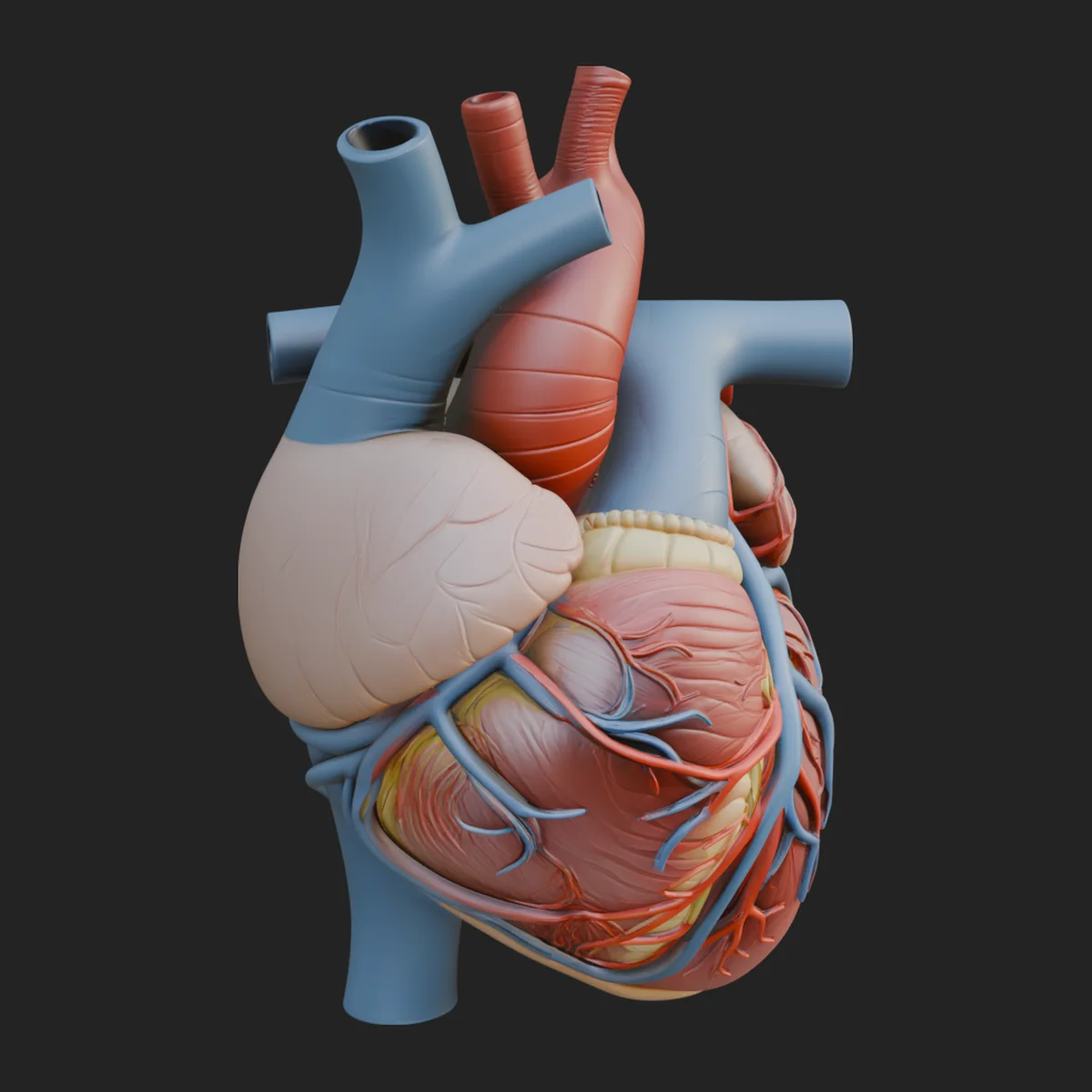 Anatomical Human Heart Model Design 5
