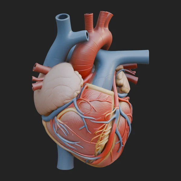 Anatomical Human Heart Model Design 6