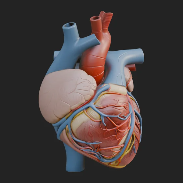 Anatomical Human Heart Model Design 7