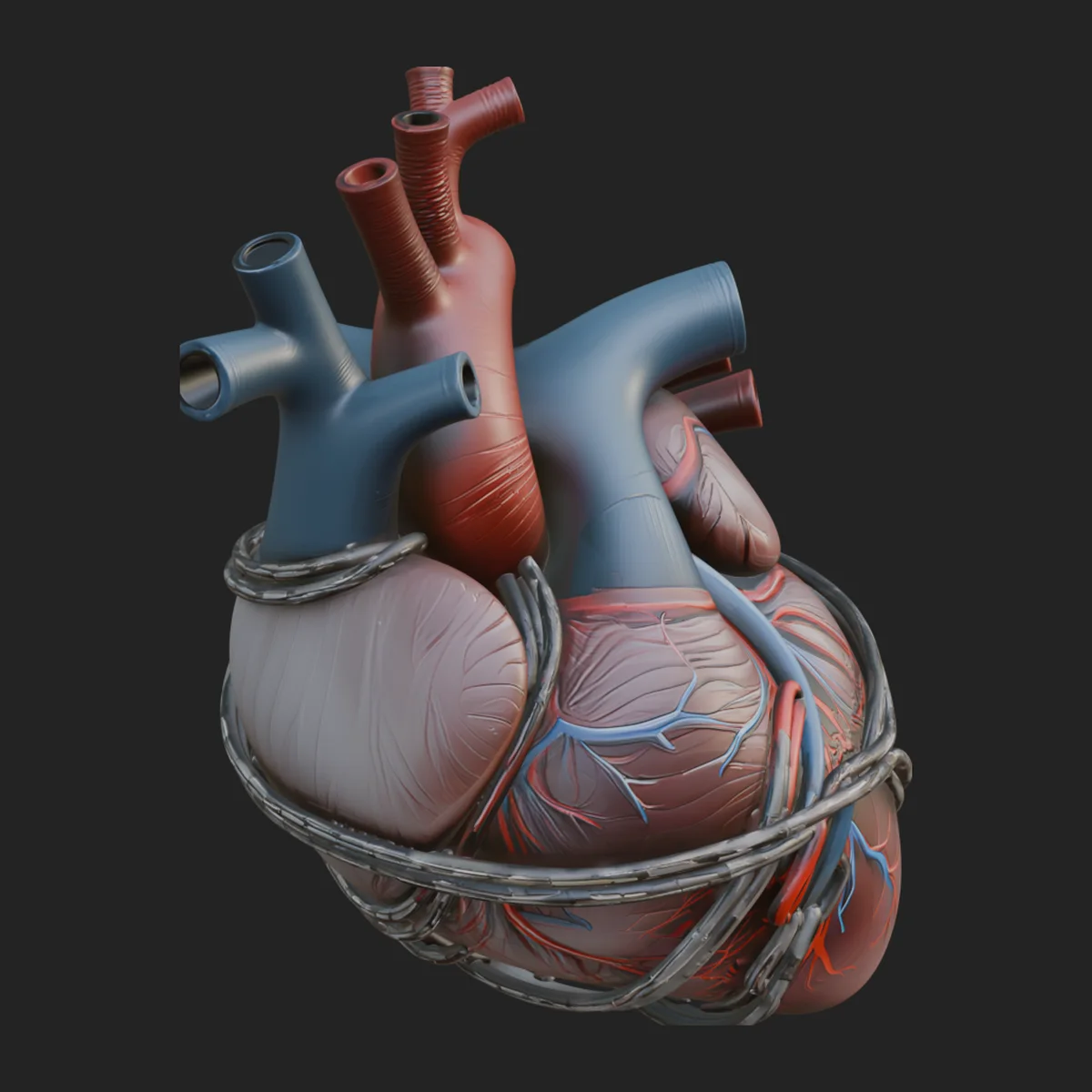Chained Anatomical Heart Model Design 1