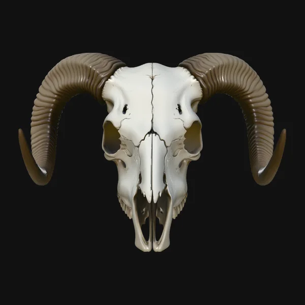 Ram Skull Wall Mount Design 5
