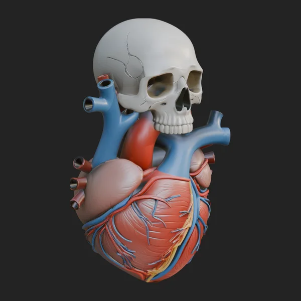 Skull and Heart Anatomy Statue Design 2